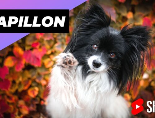 Papillon 🐶 One Of The Most Intelligent Dog Breeds In The World #shorts