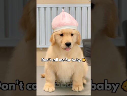 We’re different! | Cutest Golden Retriever Puppy #puppy #goldenretriever #shorts #dog