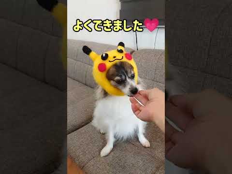ピカチュウ的な可愛い犬【パピヨン犬】