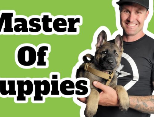 Welcome to Master Of Puppies Youtube 2023!