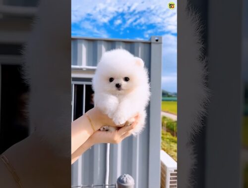 Cutest dog in the world | Pomeranian dog | Teacup dog | Pokert dog | Toy pom | cute puppy #cutedog