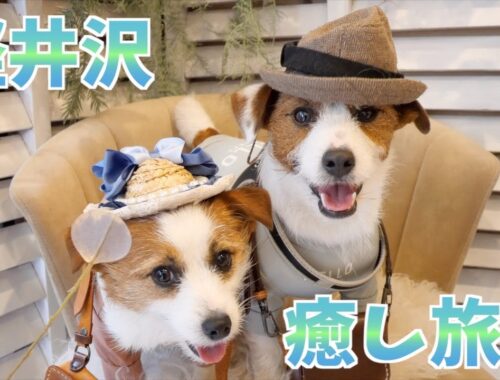 【軽井沢】犬連れに優しい街で愛犬にご褒美旅行を計画しました/ルシアン旧軽井沢/ジャックラッセルテリア