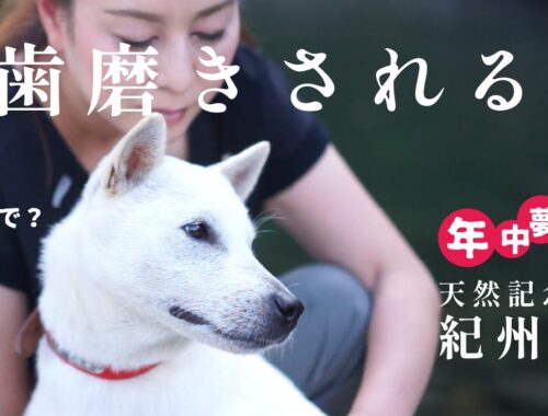 【紀州犬】犬の歯磨きしてみたら‥案外可愛かった。　田舎暮らし/日本犬/紀州犬