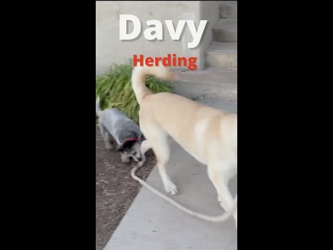 Davy Herding Big Dog | Blue Heeler Trail Dog | Australian Cattle Dog | Who Wins? #shorts
