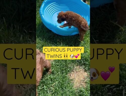 Puppies Sniffing the New Toy #cute #puppies #pets