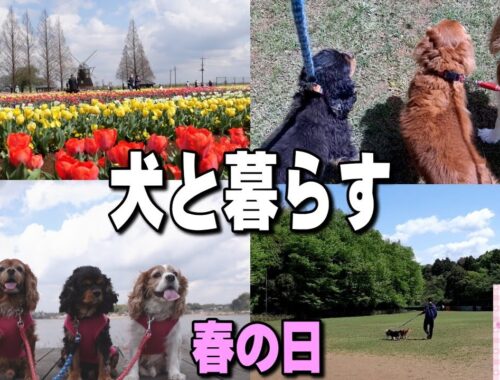 【Vlog】自然が沢山の地域でキャバリア犬と暮らす・春のとある日　DOG LIFE #1645