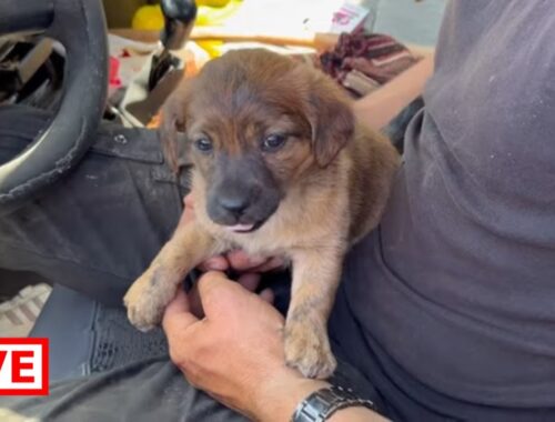 They found a beautiful little puppy abandoned on the road far from the city, - Takis Shelter