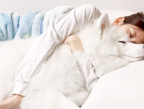ママの抱き枕にされるモフモフなサモエド犬