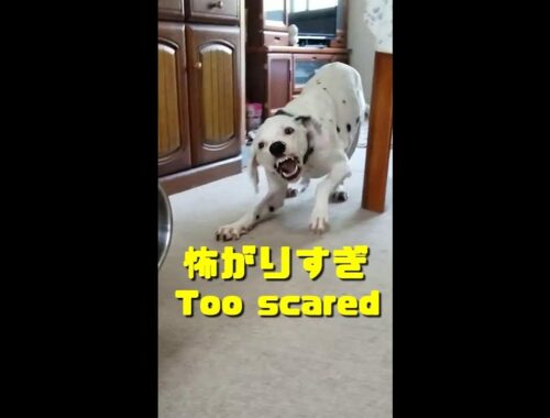 #Shorts ビビリなダルメシアンが可愛いすぎる！｜That scared Dalmatian is just too cute!