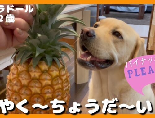 【ラブラドールレトリーバー】大型犬２歳とパイナップル食べたら謎の生物生まれた！