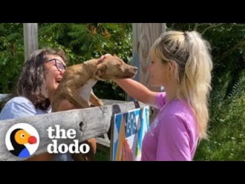 This Sleepaway Camp Has Rescue Puppies Every Summer | The Dodo