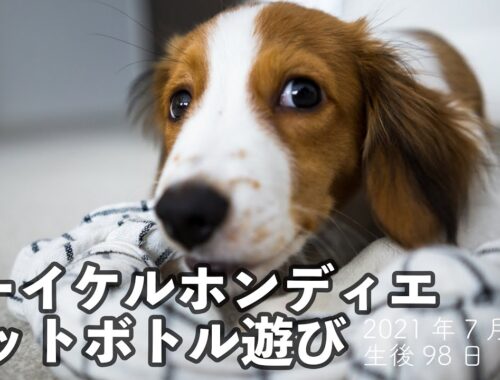 【コーイケルホンディエ】子犬のペットボトル遊び