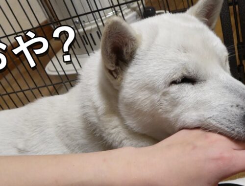 噛み加減をたしかめる紀州犬　Kishu Inu ( Japanese dog ) Puppy