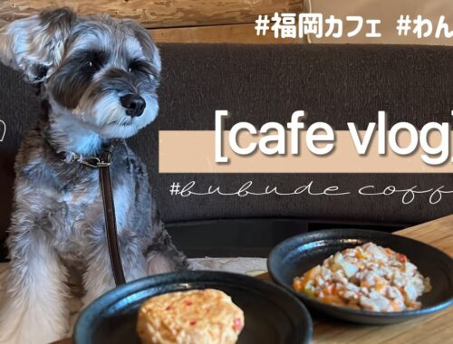 【VLOG】愛犬とカフェに来たら緊急事態発生😭!?