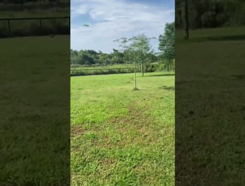 Teaching Australian Cattle dog to catch frisbee