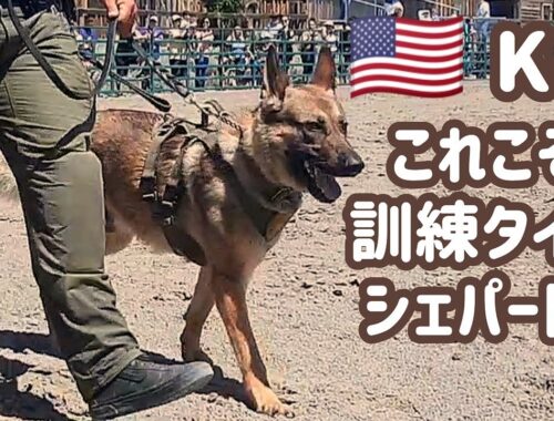 【ジャーマンシェパード】アメリカの警察犬を見て、ますますシェパードが好きになりました！