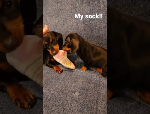 Dachshund puppy playing with momma #adorable #sausagedog #cute #puppies #wholesome