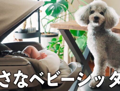 🐶【犬と赤ちゃんの日常#3】ママ不在！はじめての1日ワンオペ育児で愛犬が子守犬として大活躍！！