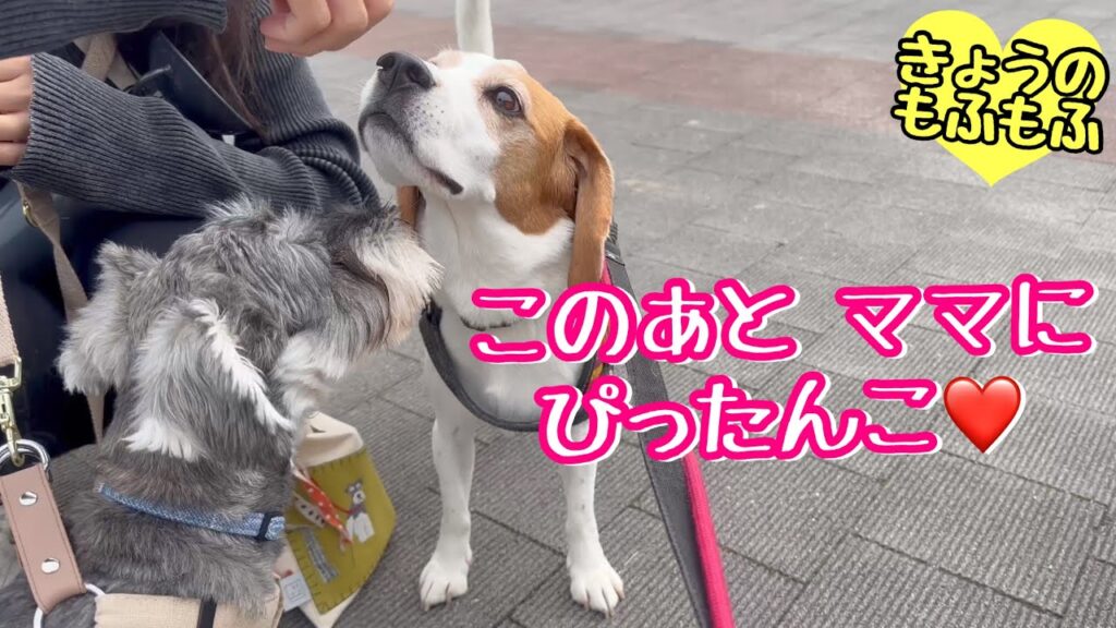 家でも外でもわちゃわちゃもふず♪【ビーグルさつきとポメ梵天】 家でも外でもわちゃわちゃもふず♪【ビーグルさつきとポメ梵天】