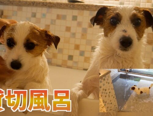 至れり尽くせり♡愛犬のための貸切風呂がすごかった/ルシアン旧軽井沢/ジャックラッセルテリア