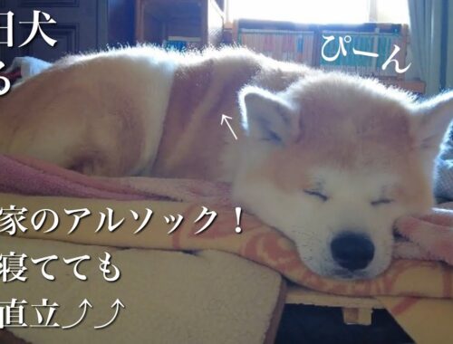 秋田犬ともぐら家族　はる、自宅警備犬！目は寝ても耳は直立⤴︎⤴︎
