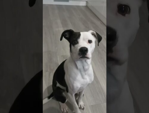 Adorable Pup Confused About What Knocks Are!