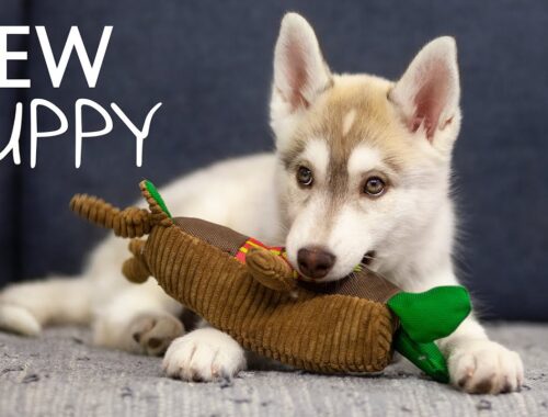 The First Days of Puppy Olive In a New Home! Cute Husky Puppy