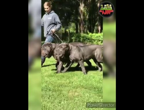 neapolitan mastiff |neapolitan mastiff attack|neapolitan mastiff fight|neapolitan mastiff vs pitbull