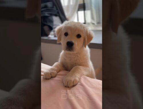 Don’t call me CUTE | Funny and adorable golden retriever puppy #cutepuppy #puppy dog #shorts