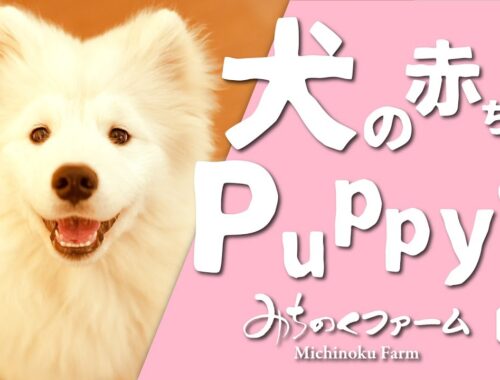 【サモエド】子犬のワルツ Puppy waltz【キャバリア】