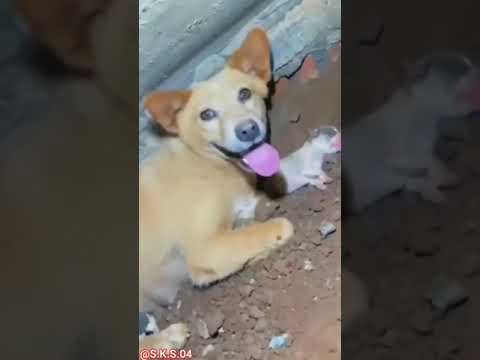 Cute Puppy #shorts#viral #new #video#youtubeshortvideo