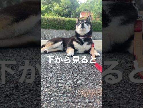 【柴犬の口】下から見ると、への字口👄 #shibainu #柴犬 #黒柴