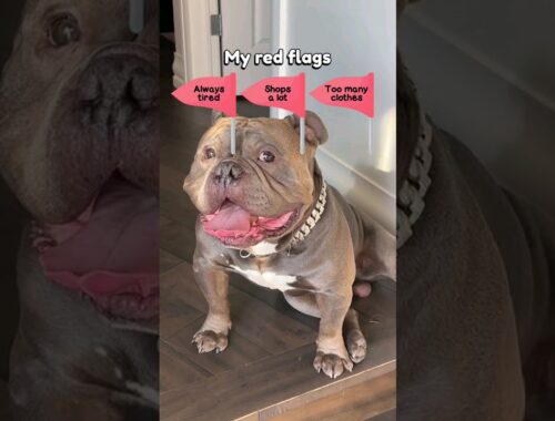 Bully Breed Red Flags #dog #puppy #americanbully