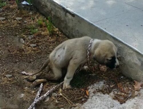 Puppy Tried to Rush Into Yard to Ask for Help But Completely Impossible, Cried Until Exhausted