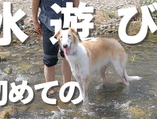 【大型犬ボルゾイ】初めての水遊びで新たな発見が！！夏満喫するワンちゃんも集合です