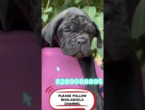 Cane Corso Puppies for sale At Best Prices 8289088895