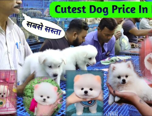 Top 5 Cutest Dog Price In India | Pomeranian dog price in India | Teacup dog | cute puppies price