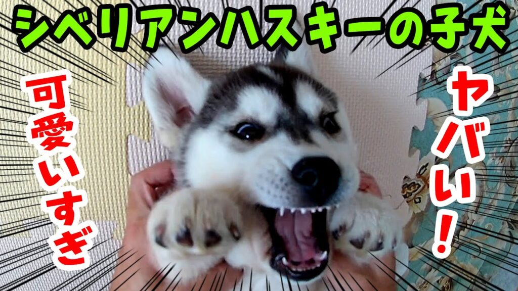 【ハスキー】シベリアンハスキーの子犬が可愛すぎる 2【チビはっちゃん】 【ハスキー】シベリアンハスキーの子犬が可愛すぎる 2【チビはっちゃん】