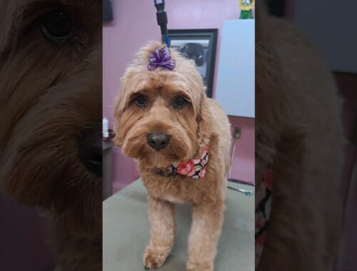 Cockapoo at the groomers. #dog #doglover #mixedbreed