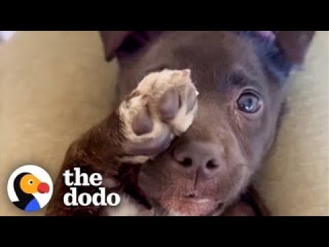 Puppy Who Couldn't Walk Can't Stop Prancing | The Dodo