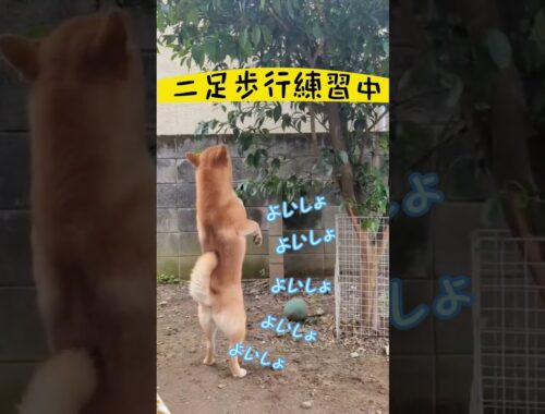 【驚愕】二足歩行練習する柴犬　#柴犬とん