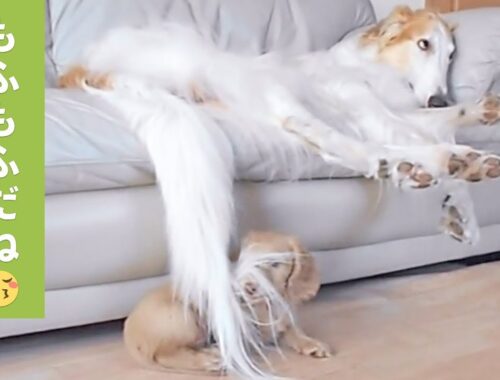 お昼寝したいボルゾイ犬と遊びたいダックス子犬😂【PECO TV】