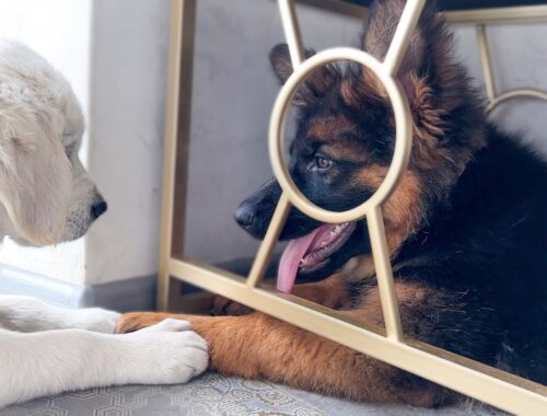 Golden Retriever Puppy Demands Attention From German Shepherd Puppy