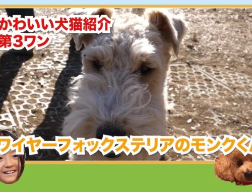 【第３ワン】モンクくん　ワイヤーフォックステリア【かわいい犬猫紹介】