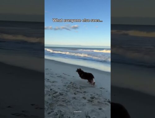 My dog now vs as puppy at the beach