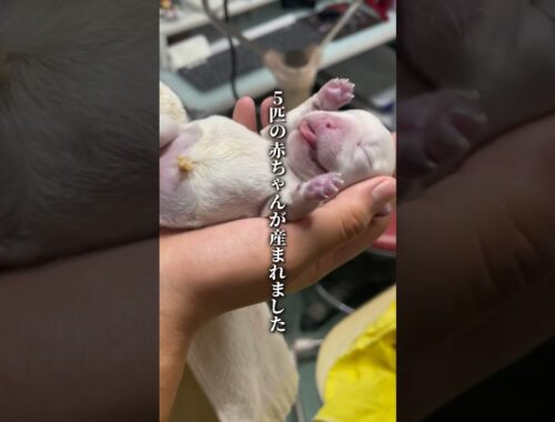 【実録】5匹のフレンチブルドッグの赤ちゃんが産まれました！