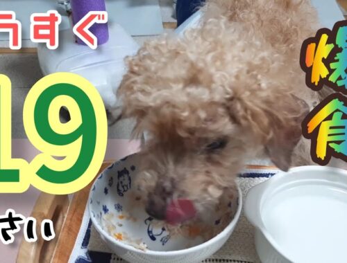 【19歳目前！】元気に誕生日を迎えたいトイプードルのお爺さん🐶A toy poodle who wants to celebrate his 19th birthday in good health