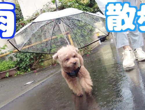 久しぶりに雨の日に愛犬とお散歩へ行ったらこうなりました