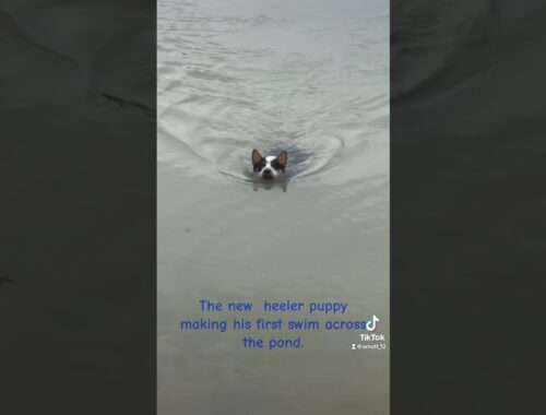 New heeler puppy swims across pond. #puppy #shorts