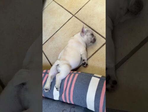 Cute puppy nap time #shorts #dog #puppy #frenchbulldog